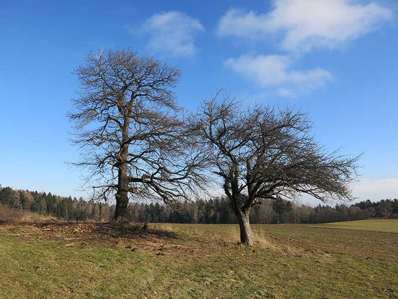 Hohe Wand